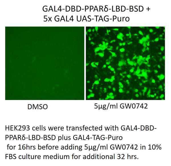 GAL4-DBD-PPARδ-LBD-BSD – Figure 1 of 1