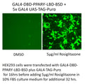 GAL4-DBD-PPARγ-LBD-BSD – Figure 1 of 1