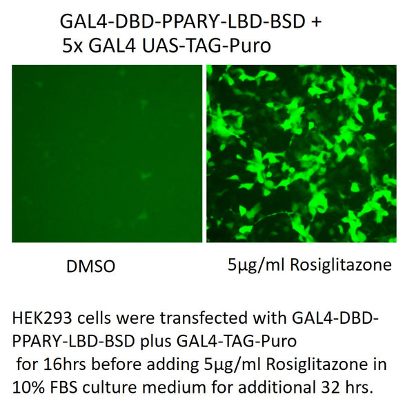 GAL4-DBD-PPARγ-LBD-BSD – Figure 1 of 1