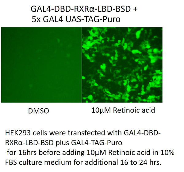 GAL4-DBD-RXRα-LBD-BSD – Figure 1 of 1