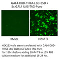 GAL4-DBD-THRA-LBD-BSD – Figure 1 of 1