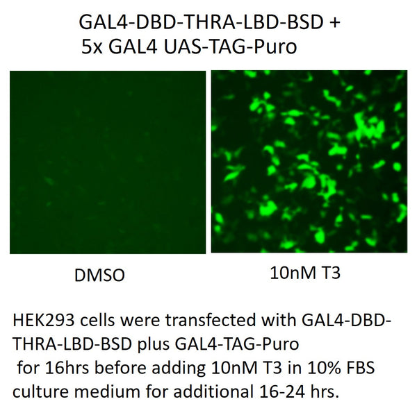 GAL4-DBD-THRA-LBD-BSD – Figure 1 of 1