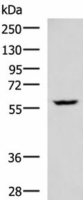 PDCD4 Polyclonal Antibody – Figure 1 of 3