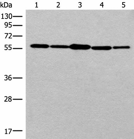 RAD23B Polyclonal Antibody – Figure 1 of 3