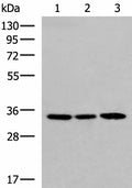 SOX2 Polyclonal Antibody – Figure 1 of 4