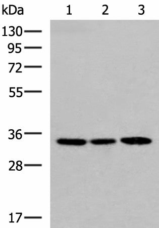 SOX2 Polyclonal Antibody – Figure 1 of 4