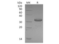 Recombinant Human IgG1 Fc Protein – Figure 1 of 2