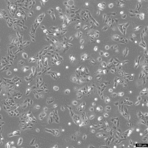 GES-1 cell