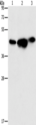 ARFGAP1 Polyclonal Antibody – Figure 1 of 2
