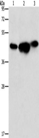 ARFGAP1 Polyclonal Antibody – Figure 1 of 2