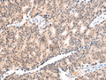 COX17 Polyclonal Antibody – Figure 1 of 2