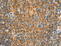 IFITM2 Polyclonal Antibody – Figure 1 of 3