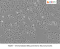 Immortalized Mouse Enteric Neuronal Cells | Applied Biological Materials (abm)