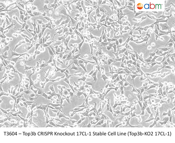 Top3b CRISPR Knockout 17CL-1 Stable Cell Line (Top3b-KO2 17CL-1) | Applied Biological Materials (abm)