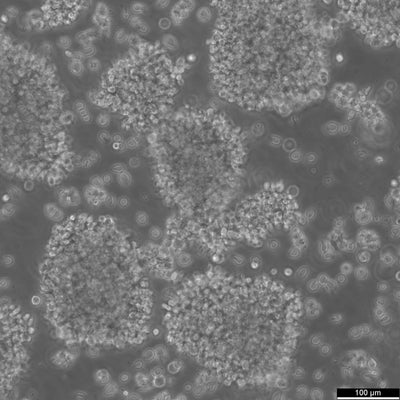 GM12878 cell