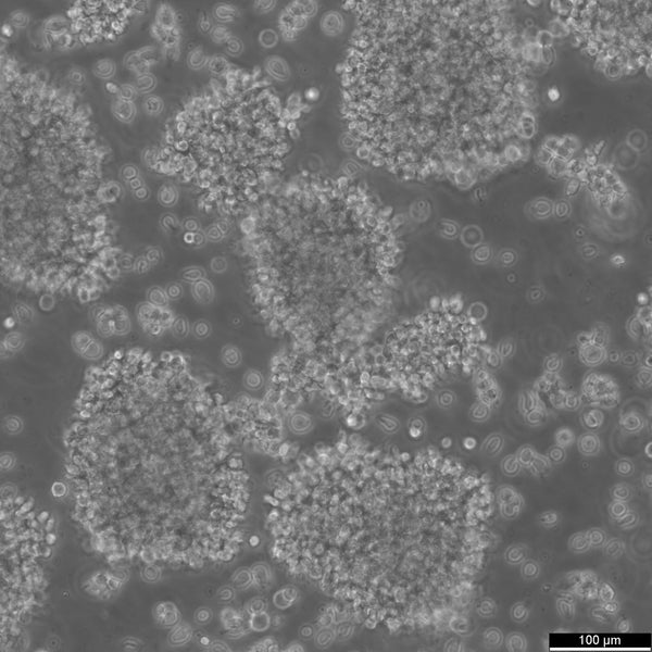 GM12878 cell