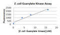 E. coli Guanylate Kinase Assay Kit Plus – Figure 1 of 1