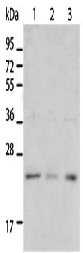 BNIP1 Polyclonal Antibody – Figure 1 of 4