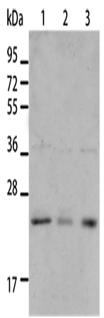 BNIP1 Polyclonal Antibody – Figure 1 of 4