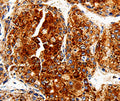 COX19 Polyclonal Antibody – Figure 1 of 3