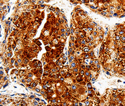 COX19 Polyclonal Antibody – Figure 1 of 3
