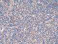 MPP1 Polyclonal Antibody – Figure 1 of 3