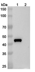 SDS-PAGE for Anti-Gal d 2 Human IgE Antibody (11B6)