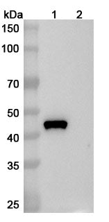 SDS-PAGE for Anti-Gal d 2 Human IgE Antibody (11B6)