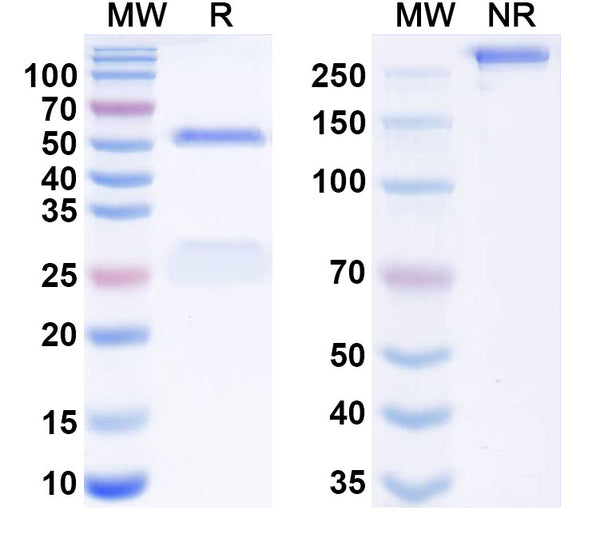 SDS-PAGE for Anti-Chicken OVA Monoclonal Antibody (1A178)