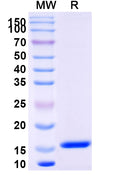 SDS-PAGE for Anti-Chick LYZ/Lysozyme C Nanobody (SAA0887)