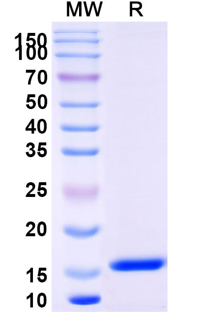 SDS-PAGE for Anti-Chick LYZ/Lysozyme C Nanobody (SAA0887)