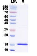 SDS-PAGE for Anti-Chick LYZ/Lysozyme C Nanobody (SAA0898)