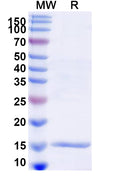 SDS-PAGE for Anti-Chick LYZ/Lysozyme C Nanobody (SAA1113)