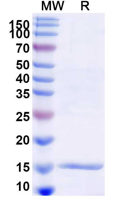SDS-PAGE for Anti-Chick LYZ/Lysozyme C Nanobody (SAA1113)