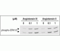 Angiotensin III