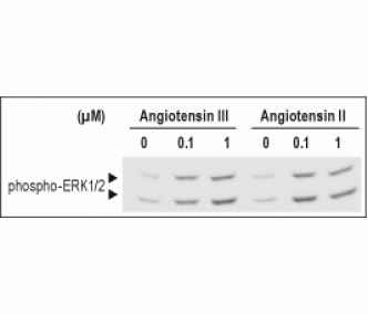 Angiotensin III