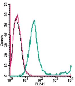 Anti-GPR65 (TDAG8) (extracellular)-PE Antibody