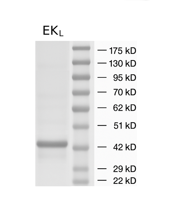 Enterokinase Cleavage Enzyme (Mammalian Produced)