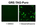 GRE Reporter Lentivirus – Figure 1 of 10