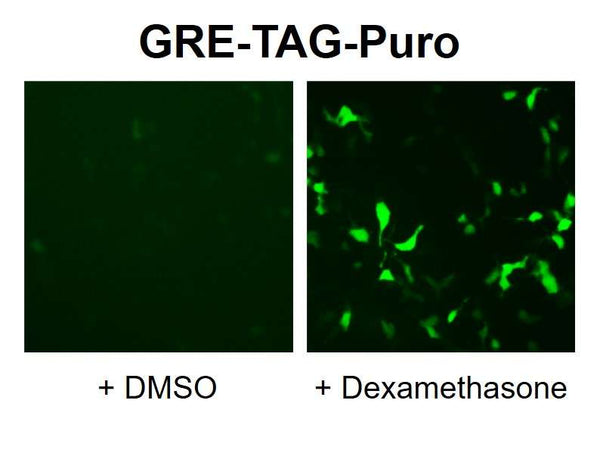 GRE Reporter Lentivirus – Figure 1 of 10