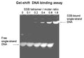 Gel Shift Single-strand DNA Binding Assay Kit – Figure 1 of 1