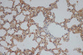 CD244 Polyclonal Antibody – Figure 1 of 2