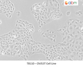 OVJ53T Cell Line | Applied Biological Materials (abm)