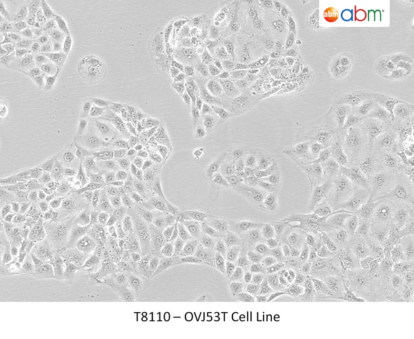 OVJ53T Cell Line | Applied Biological Materials (abm)