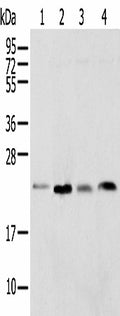 SPCS2 Polyclonal Antibody – Figure 1 of 3