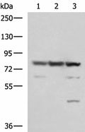 SORBS2 Polyclonal Antibody – Figure 1 of 4