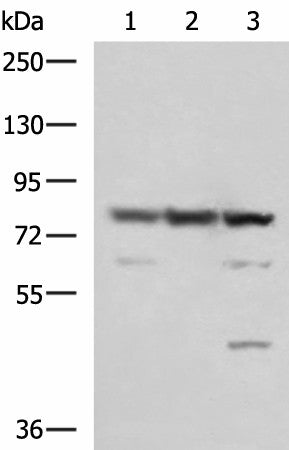 SORBS2 Polyclonal Antibody – Figure 1 of 4