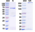SDS-PAGE for Normal Chicken IgY Isotype Control Antibody.