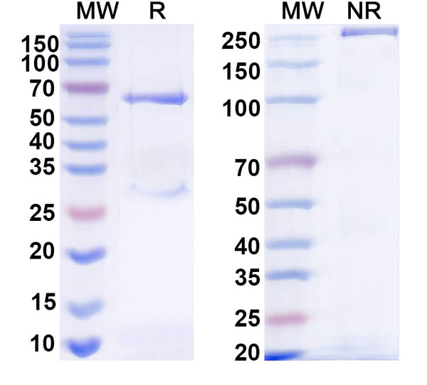 SDS-PAGE for Normal Chicken IgY Isotype Control Antibody.