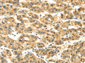 NME8 Polyclonal Antibody – Figure 1 of 2